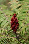 Smooth sumac